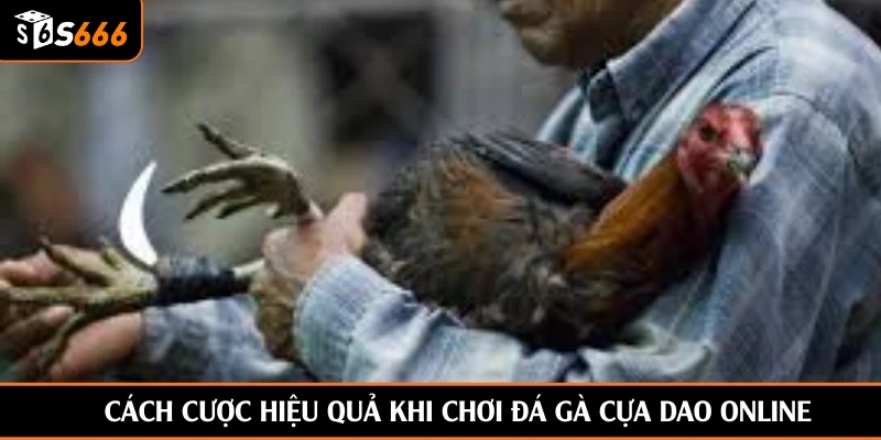 Cách cược hiệu quả khi chơi đá gà cựa dao online